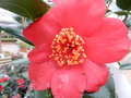 vignette Camellia 'Kimberley'