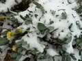 vignette Othonnopsis cheirifolia sous la neige