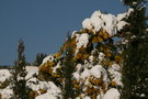 vignette Mimosa sous la neige