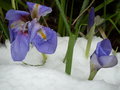 vignette Iris unguicularis sous la neige