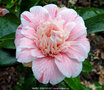 vignette Camlia ' MARIE LE MENELEC ' camellia japonica