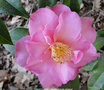 vignette Camlia ' DAINTINESS '  camellia hybride williamsii