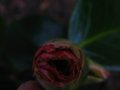 vignette Bouton de camellia ravag vue4 au 25 02 12