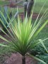 vignette Cordyline australis