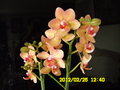 vignette Orchide Phaleanopsis