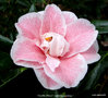 vignette Camlia ' YOURS TRULY ' camellia japonica sur  ' LADY VANSITTART '