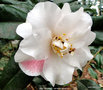 vignette Camlia ' Lady Vansittart ' camellia japonica