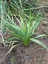 vignette yucca recurvifolia