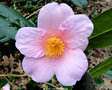 vignette Camlia ' MAGALI ' camellia japonica