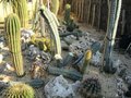 vignette Dgts rocaille cactus 070212