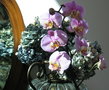 vignette Orchide Phalaenopsis