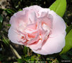 vignette Camlia ' TIFFANY ' camellia japonica