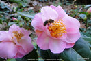 vignette Camlia ' MARJORIE WALDEGRAVE ' camellia hybride williamsii