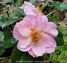 vignette Camlia ' MARJORIE WALDEGRAVE ' camellia hybride williamsii