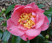 vignette Camellia  identifier