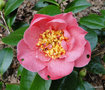 vignette Camellia  identifier