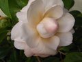 vignette Camellia japonica Cherryl Lynn premire fleur au 03 03 12