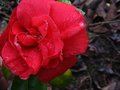 vignette Camellia japonica Dixie Knight premire fleur au 03 03 12