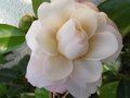 vignette Camellia japonica Cherryl Lynn qui dbute sa floraison au 02 03 12