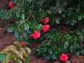 vignette Camellia reticulata Dr Clifford's park au 03 03 12
