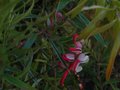 vignette Grevillea john evans au 02 03 12