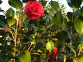 vignette Camellia japonica Kramer suprme au 29 02 12