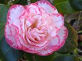 vignette Camellia japonica Margareth Davies Picottee au 29 02 12