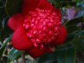 vignette Camellia japonica Bob's Tinsie toujours aussi lumineux au 01 03 12