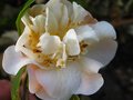 vignette Camellia Scentuous bien parfum au 02 03 12
