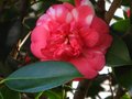 vignette Camellia japonica elegans gros plan au 26 02 12