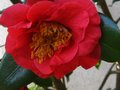 vignette Camellia japonica Grand Prix gros plan aprs les geles au 28 02 12