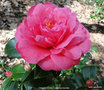 vignette Camlia ' TAMZIN COULL ' camellia hybride