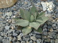 vignette Agave parryi chihuahua Apres VDF 2011/2012