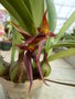 vignette Bulbophyllum nymphopolitanum