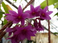 vignette Dendrobium goldschmidtianum