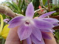 vignette Dendrobium victoria reginae