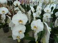 vignette Phalaenopsis blanc