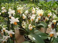 vignette Phalaenopsis 'Mini Mark'
