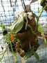 vignette ? Phalaenopsis gibbosa