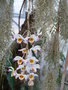 vignette Dendrobium et Tillandsia usneodes