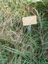 vignette Carex flacca