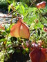 vignette Cardiospermum halicacabum - Pois de coeur