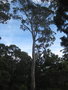 vignette Eucalyptus globulus globulus