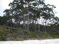 vignette Eucalyptus globulus globulus