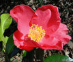 vignette Camlia, camellia issu de mes semis