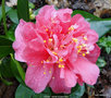 vignette Camlia ' VEGA ' camellia japonica