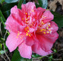 vignette Camlia ' VEGA ' camellia japonica