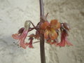 vignette kalanchoe daigremontianum (dtail floral)