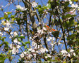 vignette Paon- du-jour ' Inachis io ' ( papillon ) sur prunus