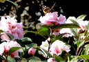vignette Camlia ' EL DORADO ' camellia hybride visit par un papillon  , le  Vulcain ' Vanessa atalanta '